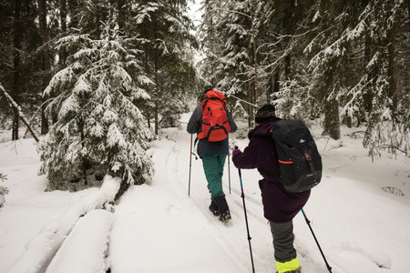 St. Petersburg, Russia - February 4, 2017. A man and a woman walk on weekends in a coniferous forest on a rough terrain.のeditorial素材