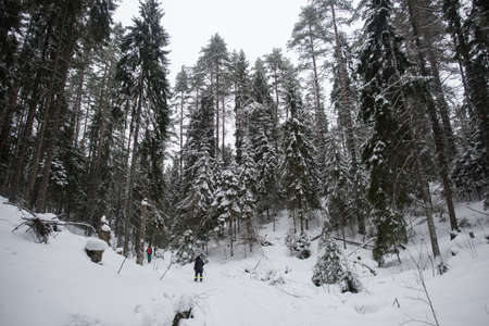 St. Petersburg, Russia - February 4, 2017. A man and a woman walk on weekends in a coniferous forest on a rough terrain.のeditorial素材