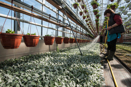 St. Petersburg, Russia - April 20, 2017: A woman agronomist watering flowers in a large greenhouse...
