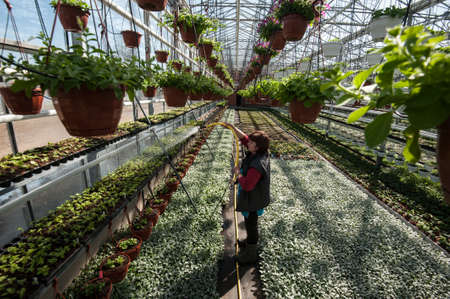 St. Petersburg, Russia - April 20, 2017: A woman agronomist watering flowers in a large greenhouse for round-growing sproutsのeditorial素材