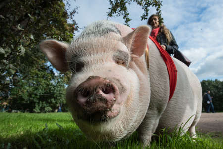 St. Petersburg, Russia - September 25, 2016: A woman is walking in the city park on the grass of a large mini pig.のeditorial素材