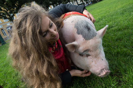 St. Petersburg, Russia - September 25, 2016: A woman is walking in the city park on the grass of a large mini pig.のeditorial素材