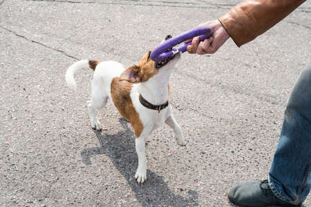 a hunting dog of the breed Parson Russel Terrier plays on the asphalt during the dressingの写真素材
