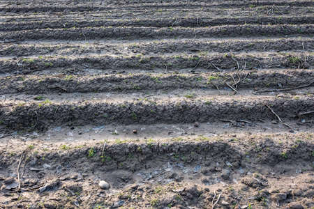 Furrows of plowed agricultural land, covered with a small dry crust before planting cerealsの写真素材