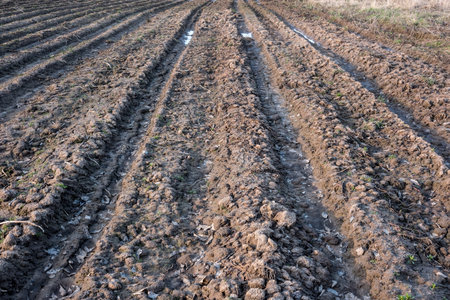 Furrows of plowed agricultural land, covered with a small dry crust before planting cereals