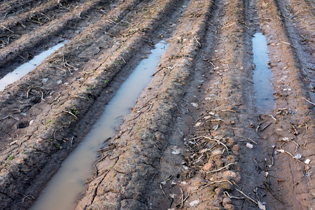 Furrows of plowed agricultural land, covered with a small dry crust before planting cereals