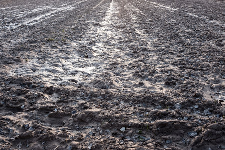 Furrows of plowed agricultural land, covered with a small dry crust before planting cerealsの写真素材