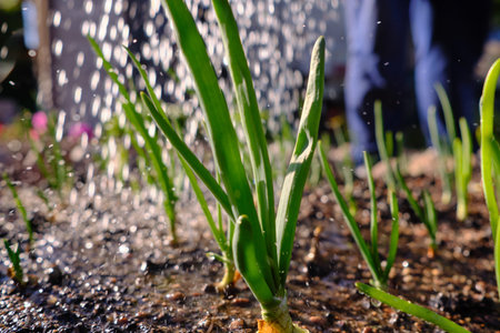 Rows of green onions grown on an open, moist, well-fertilized open ground. In the afternoon sunny...