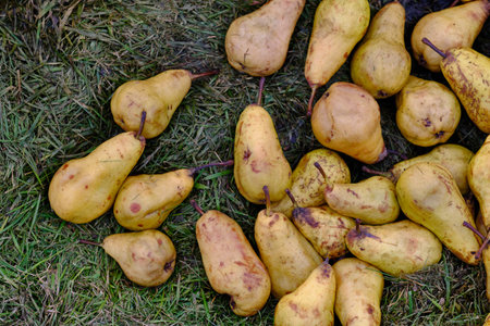 Overdue pear fruits as the basis for compost, compost pit in the garden on a personal plot, finely...