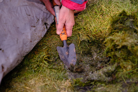 a person with the help of a small garden shovel checks the quality of humus of finely chopped grass...