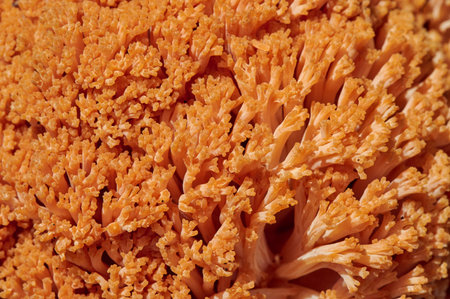 Ramaria Botrytis, commonly known as cluster coral, pink-tipped coral mushroom, or cauliflower coral,...