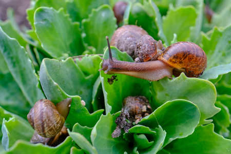 grape snail, typical pest in garden plots, brown, several, leaves, boards, installationの写真素材