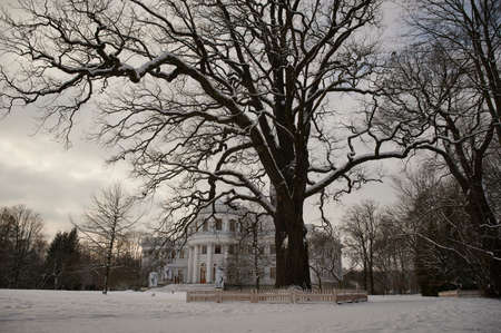 This oak is over 300 years old. It is one of the sights of St. Petersburg in Russia. Tree view on a winter day, Against the background of Elagin's palace built in the 19th century by the architect Karl Rossiのeditorial素材