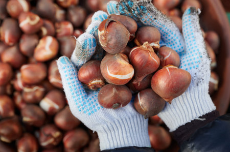 Bulbs of selected Dutch tulips, prepared for planting in the soil in the autumn. The best variety of flowers of a given speciesの写真素材