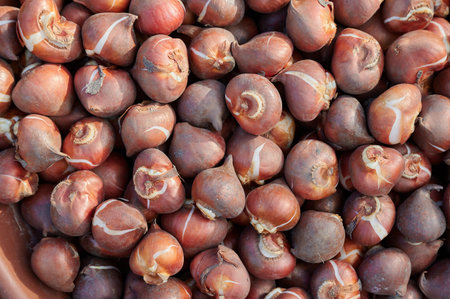 Bulbs of selected Dutch tulips, prepared for planting in the soil in the autumn. The best variety of...