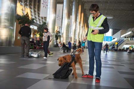 Saint Petersburg, Russia - October 22, 2019: A female specialist dog handler in the airport building with the help of a trained dog randomly searches for drugs in passengers' luggageのeditorial素材