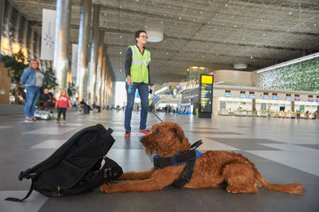Saint Petersburg, Russia - October 22, 2019: A female specialist dog handler in the airport building with the help of a trained dog randomly searches for drugs in passengers' luggageのeditorial素材