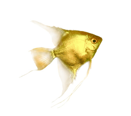 Pterophyllum scalare, isolated on white background  goldfishの写真素材