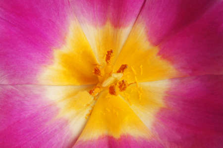 beautiful pink tulip closeup as backgroundの写真素材
