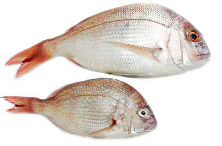 two fishes closeup over white background