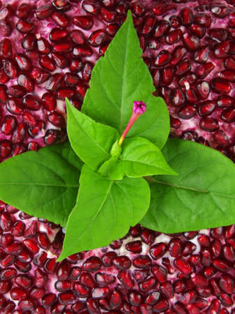 pomegranate seeds on the saladの写真素材