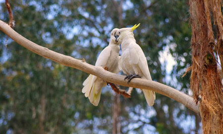 couple of australian cockatoos closeup