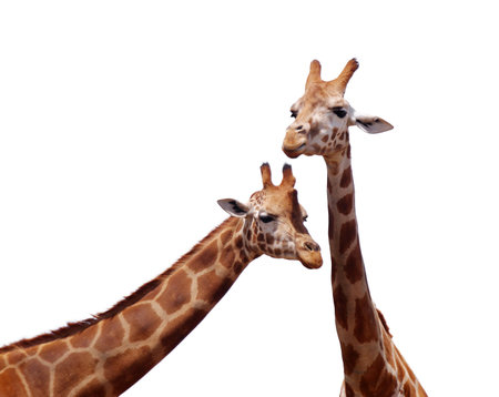 two giraffes in love portrait over white surfaceの写真素材