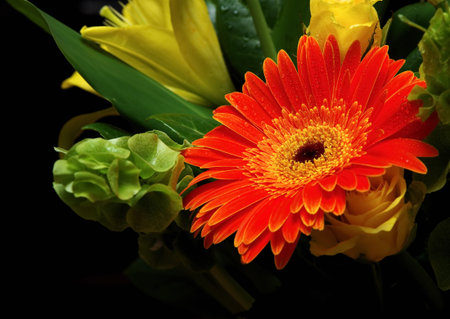 beautiful flowers on dark backgroundの写真素材