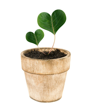 plant pot over white with heart shaped leavesの写真素材