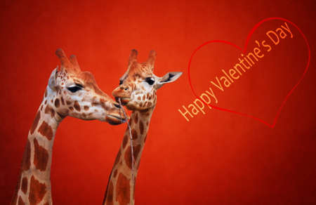 couple of giraffes in loveの写真素材