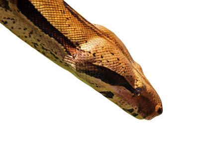 python isolated on white