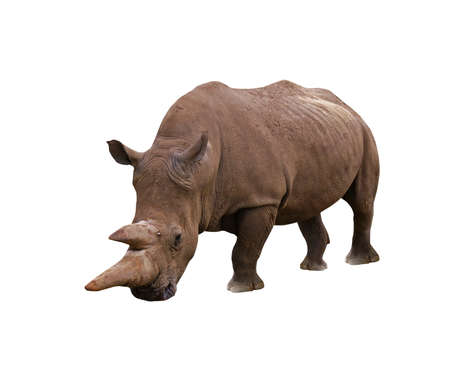 rhinoceros on the white backgroundの写真素材