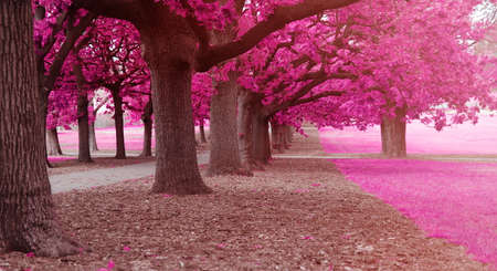 fantasy park with pink colorsの写真素材