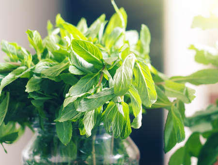 mint leaves in the sunlightの写真素材