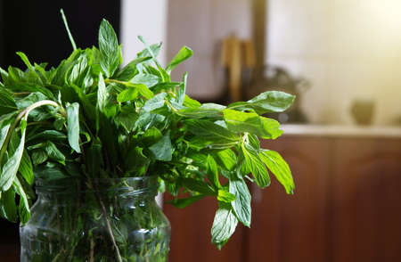 mint leaves in the sunlightの写真素材