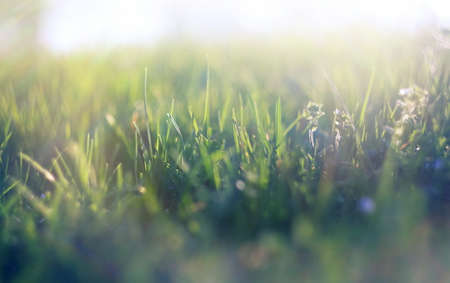 abstract defocused spring grass with sunlightの写真素材