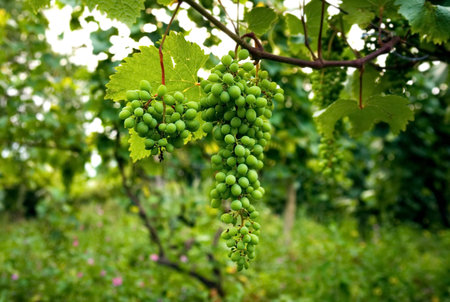 branch of grapes in the farm