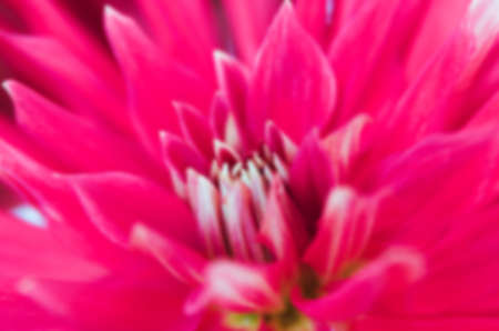 Unfocused abstract floral backgroundの写真素材