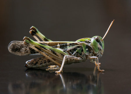 Locust closeup macro portrait