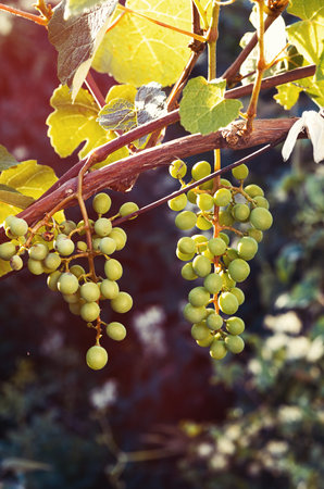 Growing grapes in sunsetの写真素材