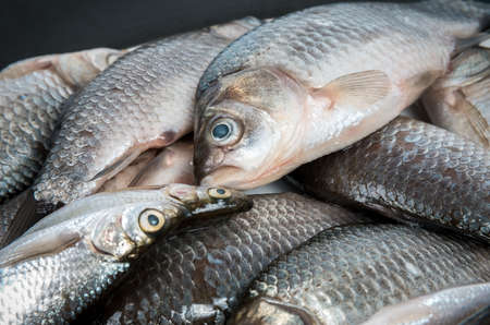 Crusian carp fish closeupの写真素材