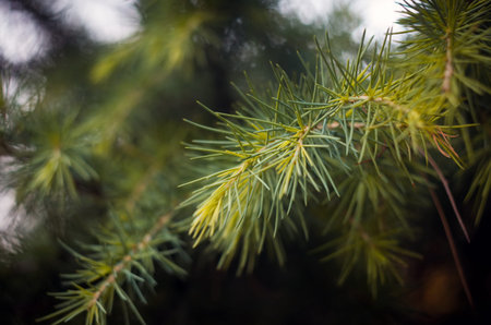 Beautiful pine tree, Vintage look