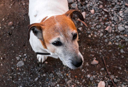 Jack Russell terrier dog portrait closeupの写真素材