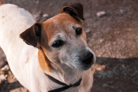 Jack Russell terrier dog portrait closeupの写真素材