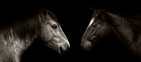 Horses portrait isolated on blackの写真素材