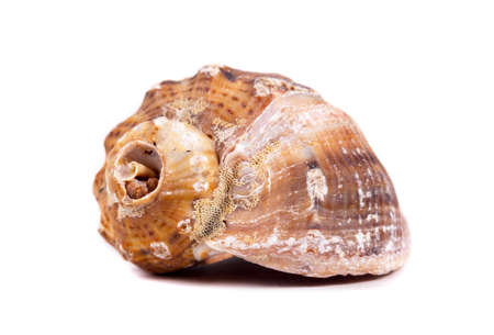 Shell from the sea isolatedの写真素材