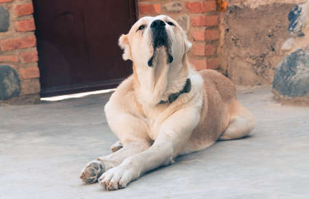 Central Asian Shepherd Dog. Alabai portraitの写真素材