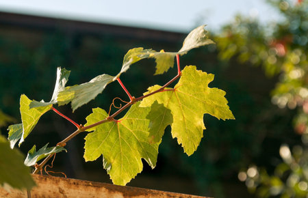 Grape leaves in the sunlight
