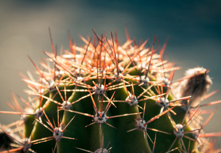 Details of tne cactus in sunlight