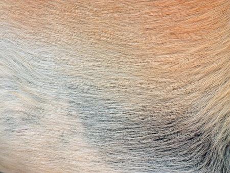Dog fur closeup as a background